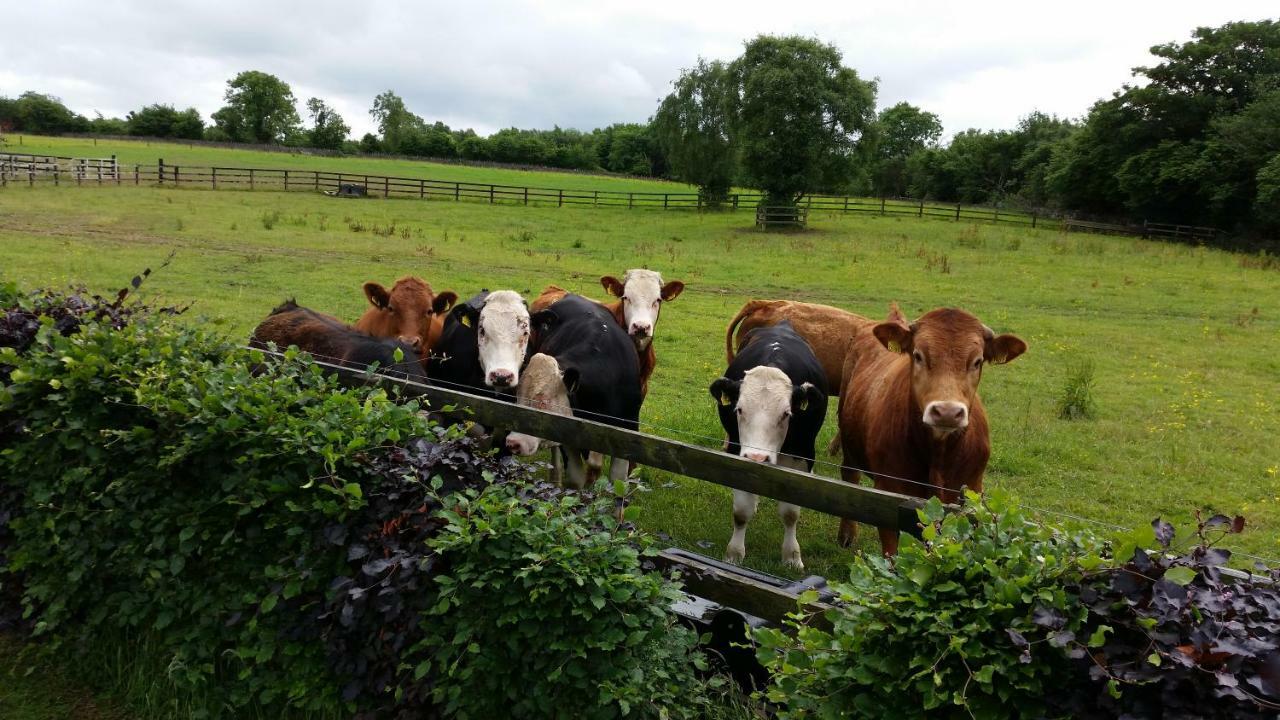 Hazelwood Country House Bed & Breakfast Adare Dış mekan fotoğraf